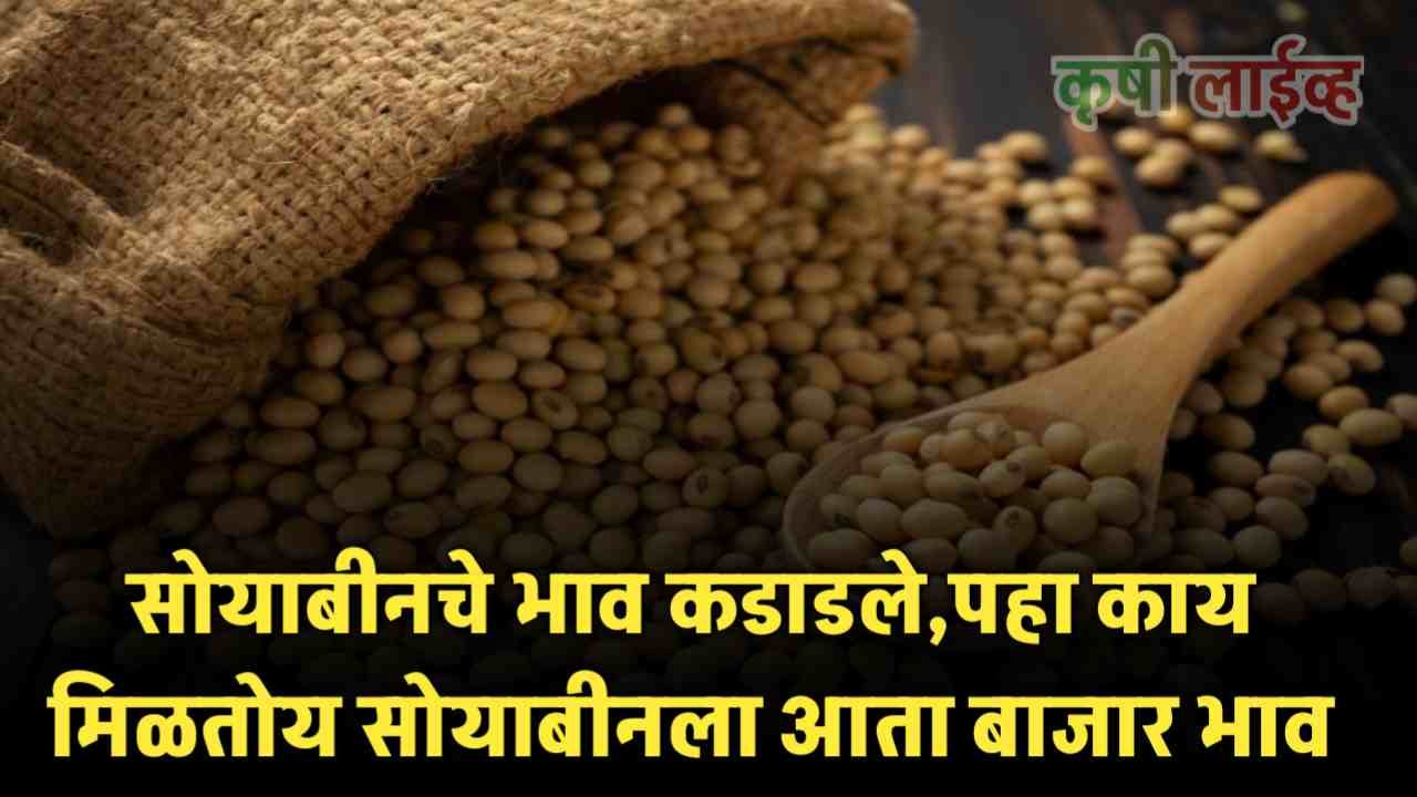 Soyabean Market Rate